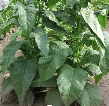 Black Mammoth Tobacco