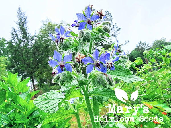 borage plant seeds Borage – Mary's Heirloom Seeds