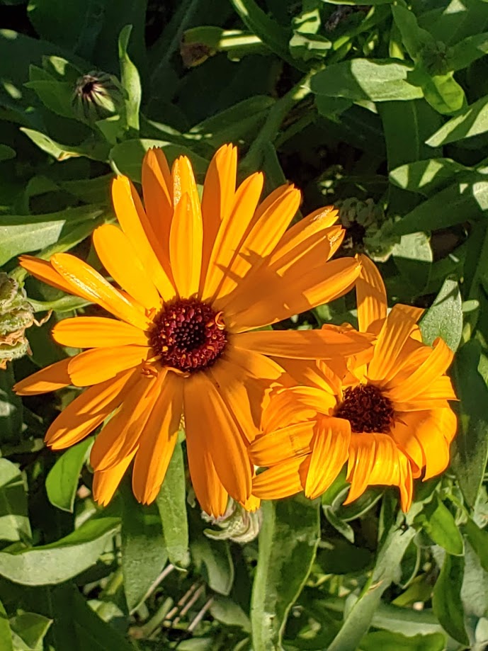 Calendula, Mix BULK