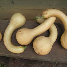 Pennsylvania Dutch Crookneck Squash