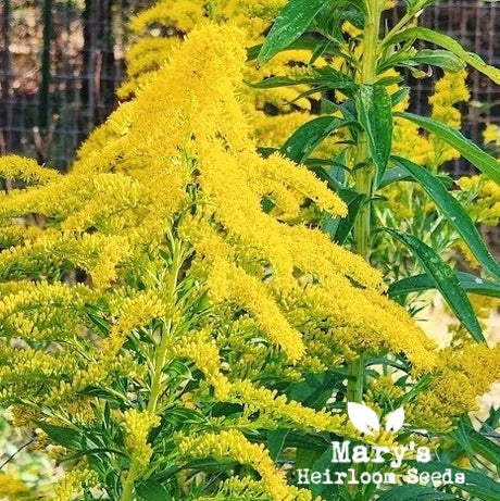 Canada Goldenrod