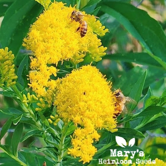 golden seed plant Canada Goldenrod – Mary's Heirloom Seeds