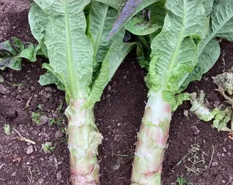 Purple Sword Celtuce
