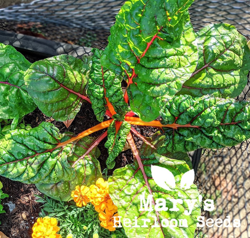 Rainbow Swiss Chard BULK Microgreen Seeds