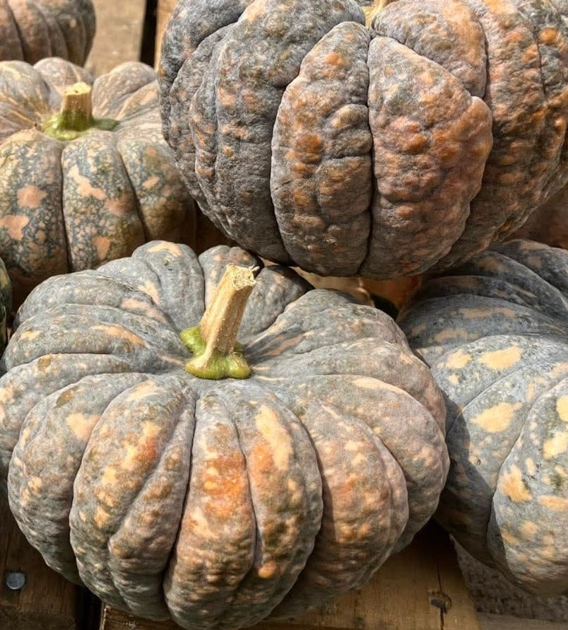 Chirimen Squash – Mary's Heirloom Seeds