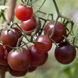 May 2026 Seeds of The Month