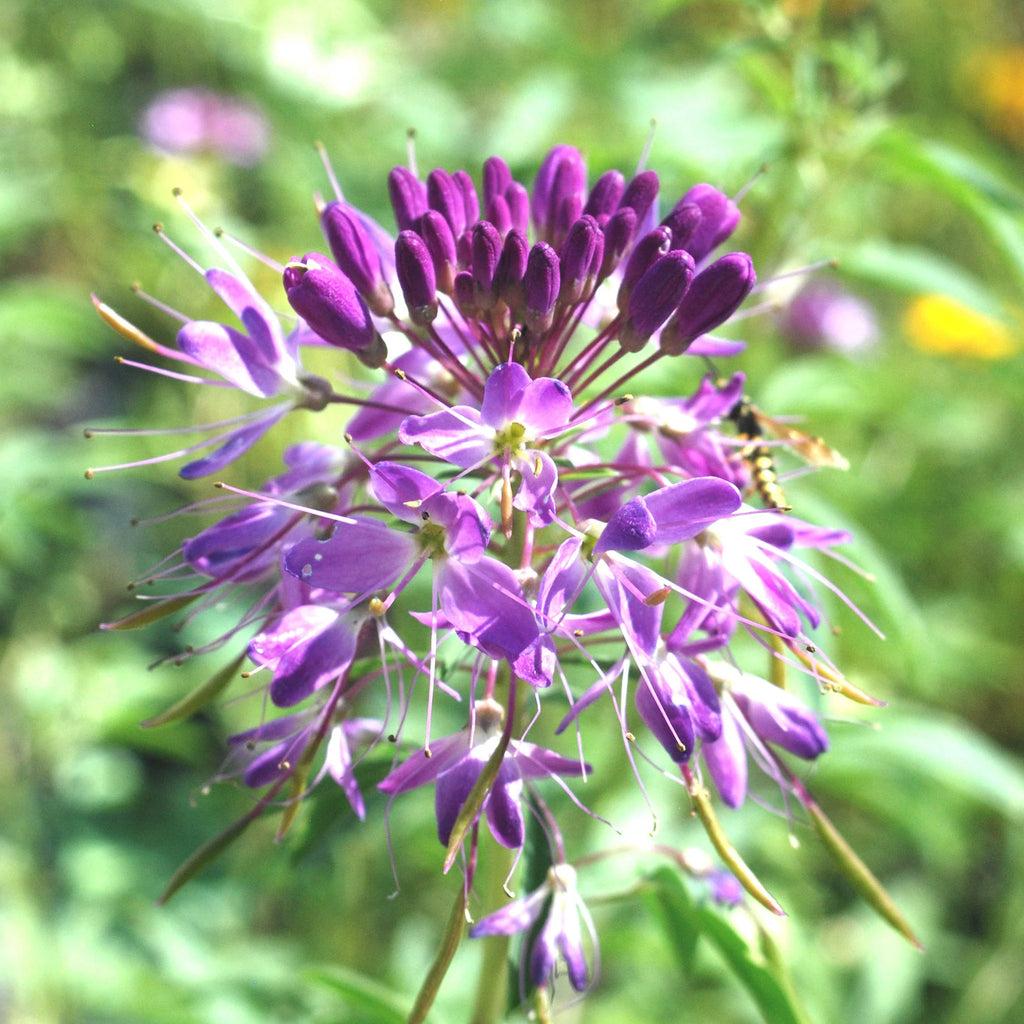 Rocky Mountain Bee Plant