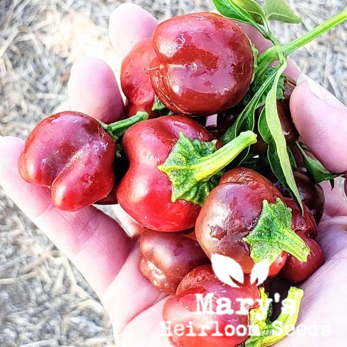 plant bell pepper seeds Chocolate Baby Bell Peppers – Mary's Heirloom Seeds