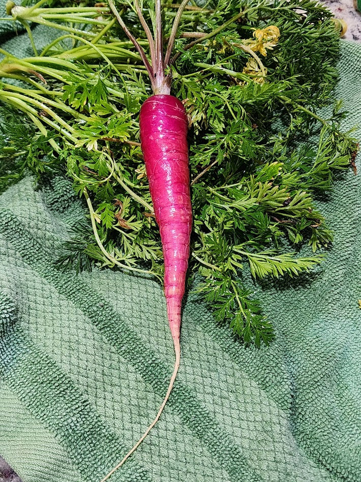 Cosmic Purple Carrot
