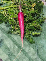 Cosmic Purple Carrot