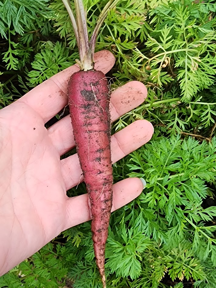 Cosmic Purple Carrot