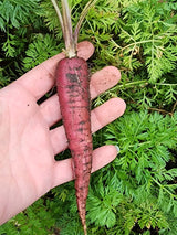 Cosmic Purple Carrot