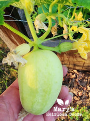 Crystal Apple Cucumber