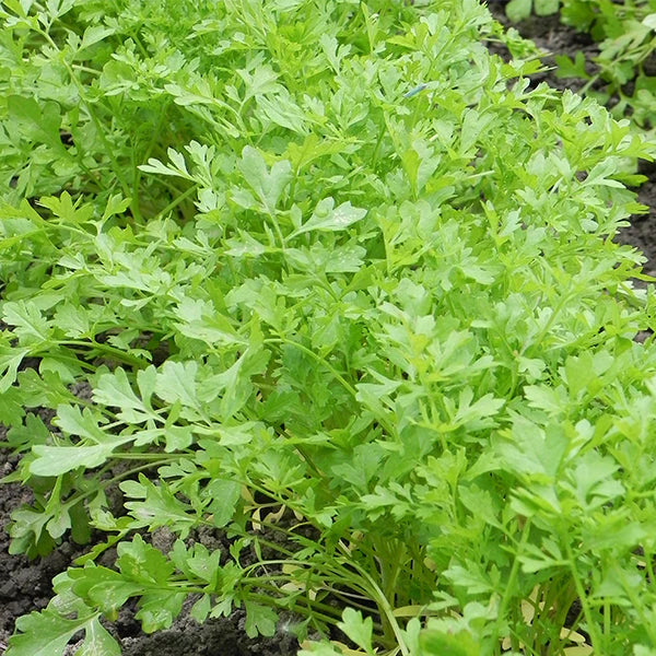where to buy garden cress seeds near me Curled Cress – Mary's Heirloom Seeds