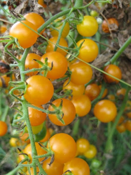 Orange Current Tomato