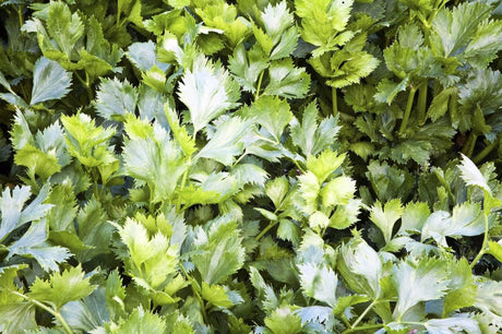 Nan Ling Cutting Celery