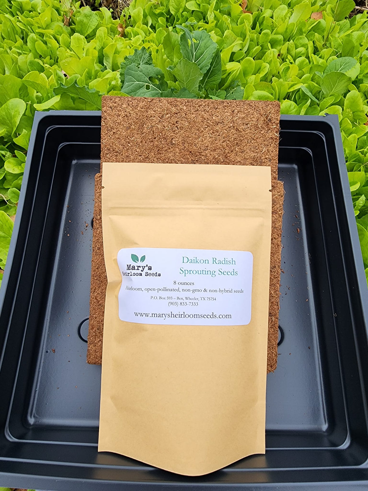 Daikon Radish Microgreens Starter Kit GIFT BOX