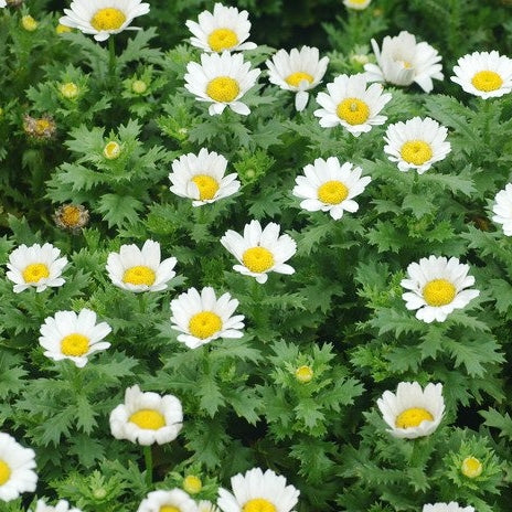 marguerite flower seeds Creeping Daisy