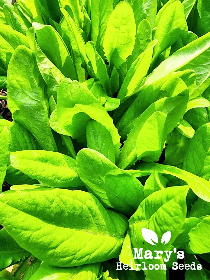 Deer Tongue Lettuce