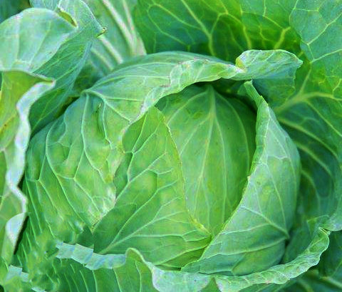 Drumhead Cabbage