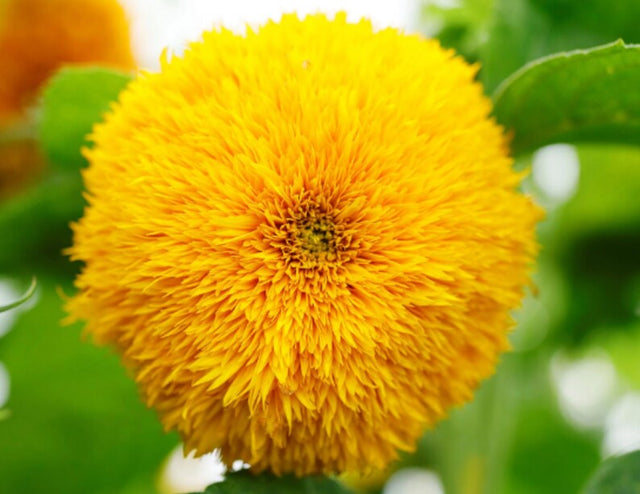 planting teddy bear sunflower seeds Dwarf Teddy Bear Sunflower