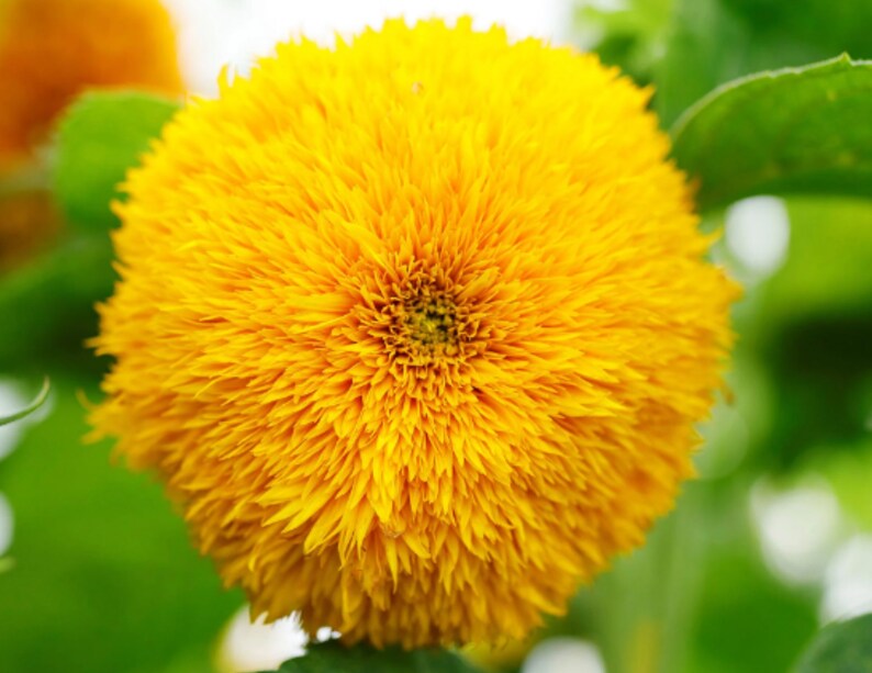 Dwarf Teddy Bear Sunflower