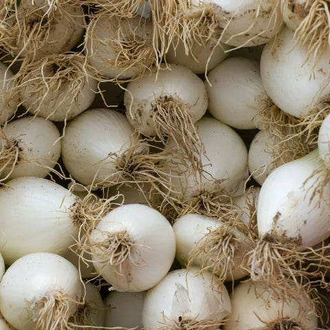 Early White Grano Onion