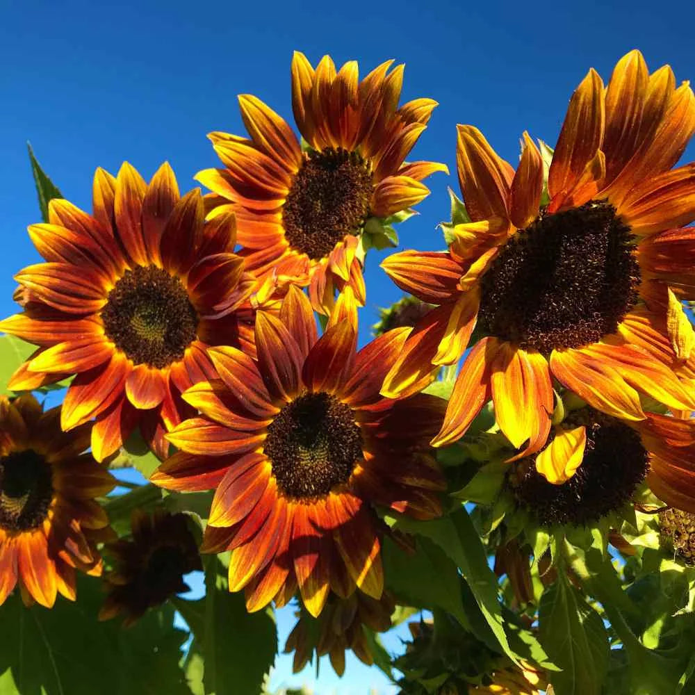 blue sunflower seeds for planting Earthwalker Sunflower – Mary's Heirloom Seeds