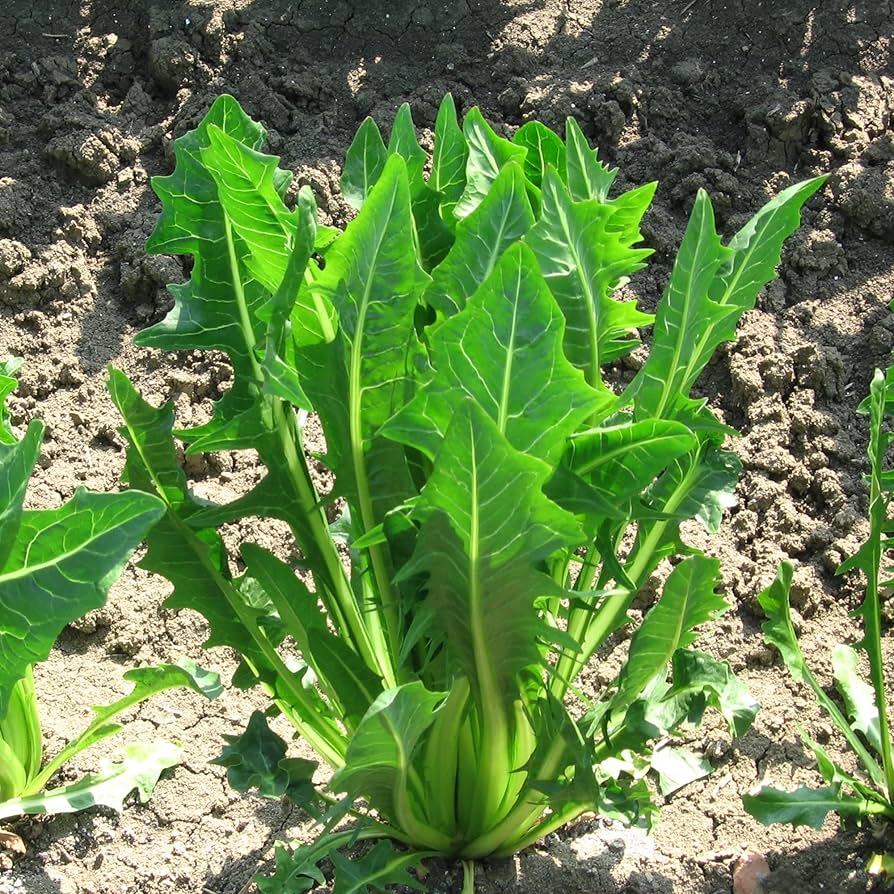 Endive, Catalogna Emerald – Mary's Heirloom Seeds