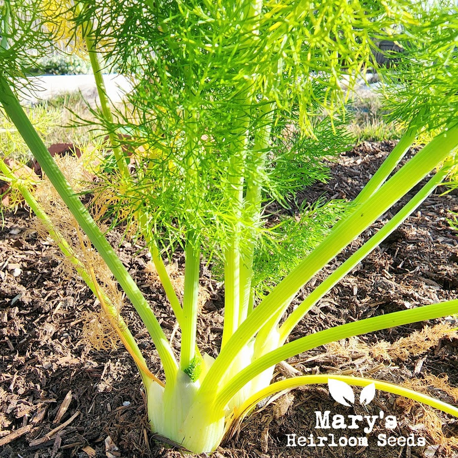 fennel seed planting FENNEL
