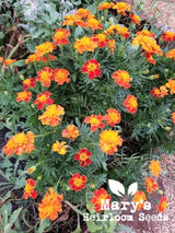 French Marigold - BULK