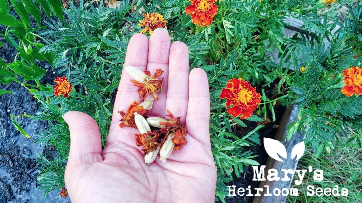 French Marigold
