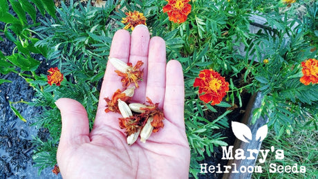 French Marigold