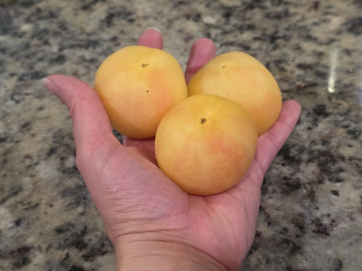 3:摘果桃　12kg Garden Peach Tomato – Mary's Heirloom Seeds