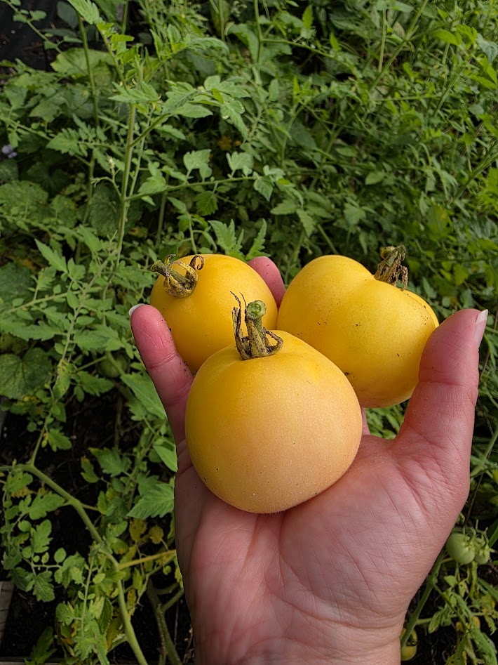 garden tomato seeds Garden Peach Tomato