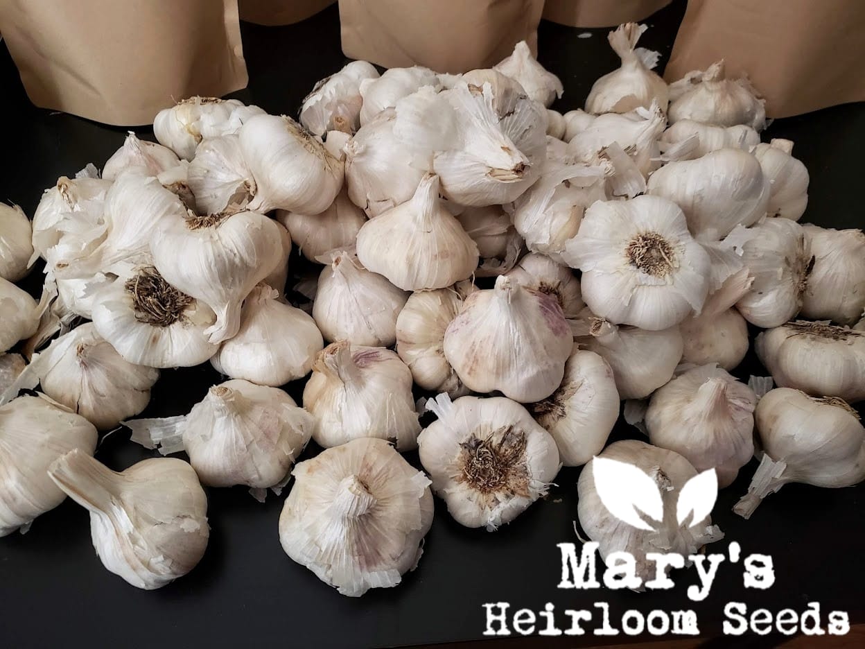 garlic flower head seeds California Early White Seed Garlic – Mary's Heirloom Seeds