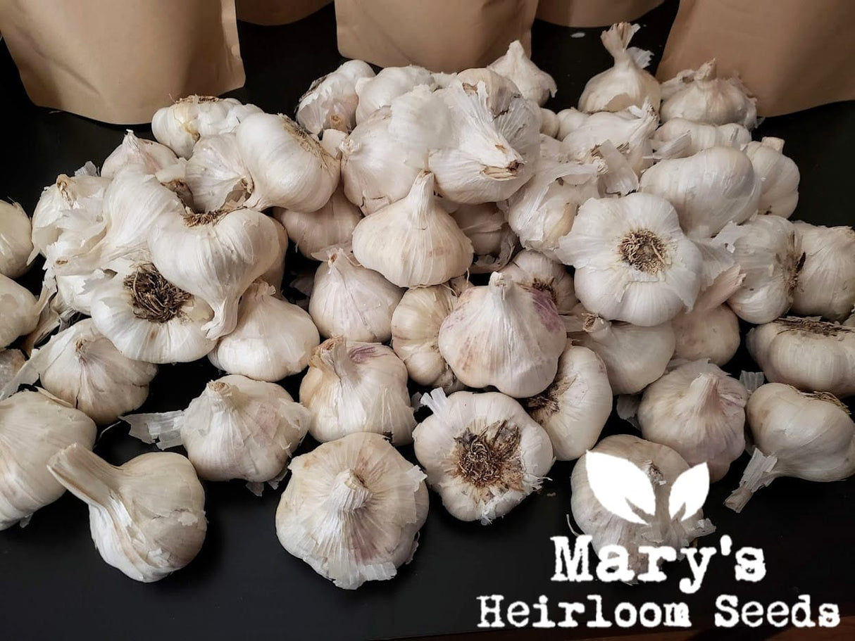 California Early White Seed Garlic