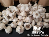 California Early White Seed Garlic