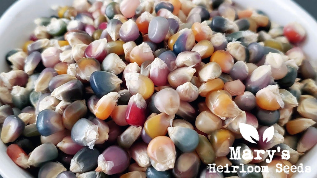 Glass Gem Corn, Glass Gem, Carl's Glass Gem, Carl's Glass Gem Corn –  Native-Seeds-Search