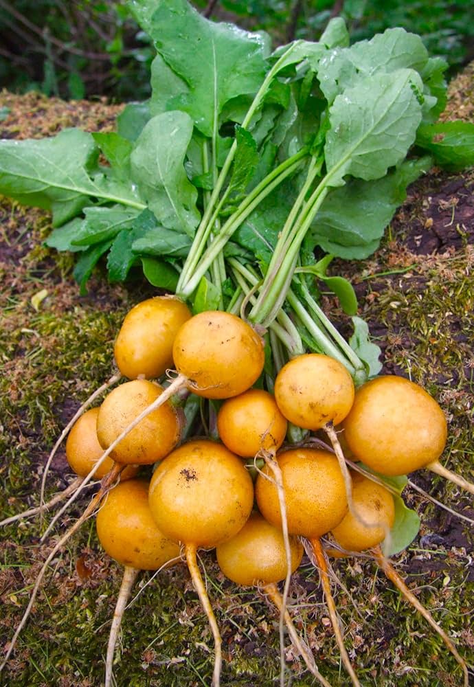 Golden Helios Radish