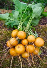 Golden Helios Radish