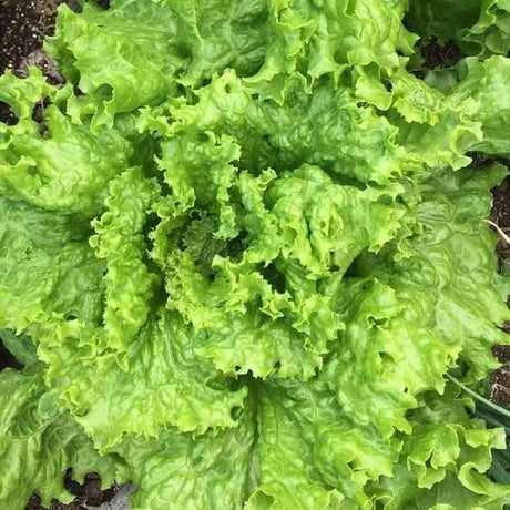 Grand Rapids Lettuce BULK Microgreen Seeds