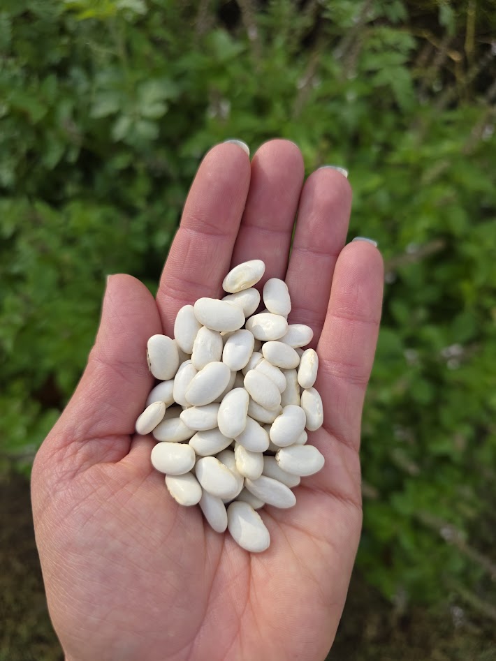 Great Northern Canenellini Bean