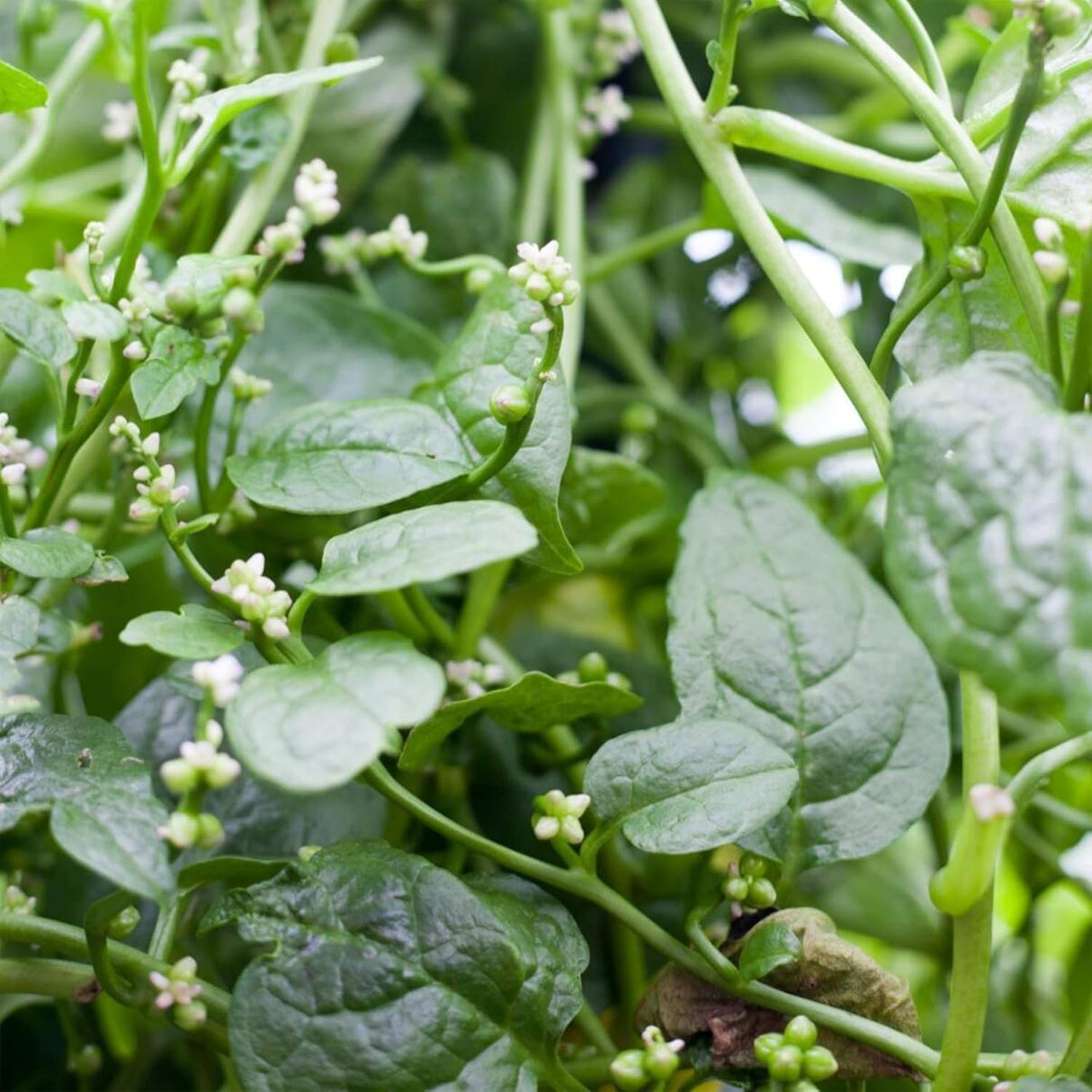 Green Malabar Spinach