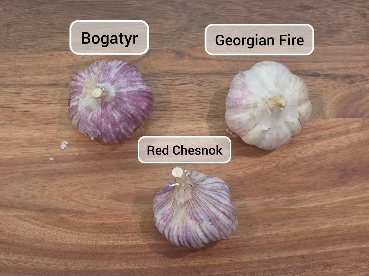 Hardneck Seed Garlic Assortment