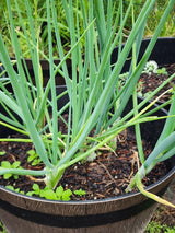 He Shi Ko Bunching Onion