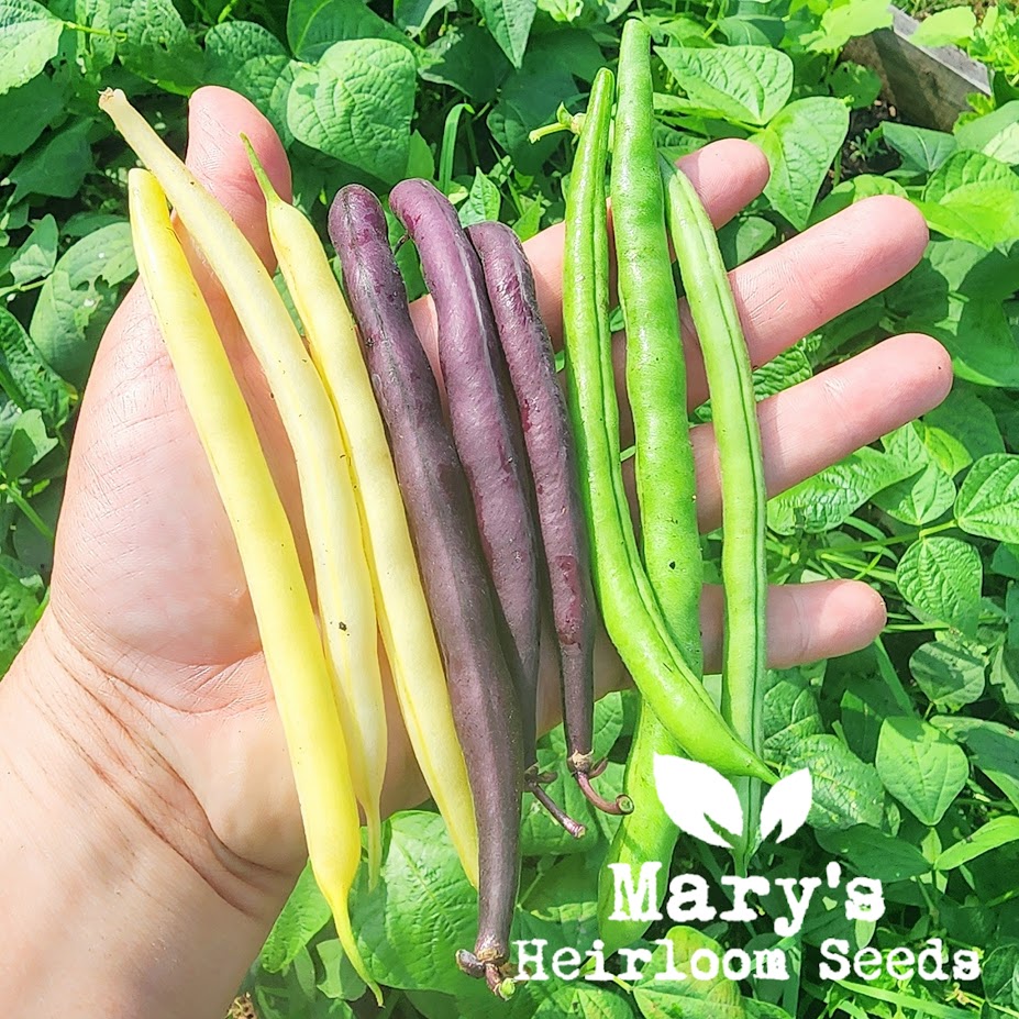 Heirloom Bush Bean Trio Mary's Heirloom Seeds