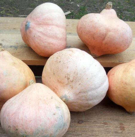 Hidatsa Squash