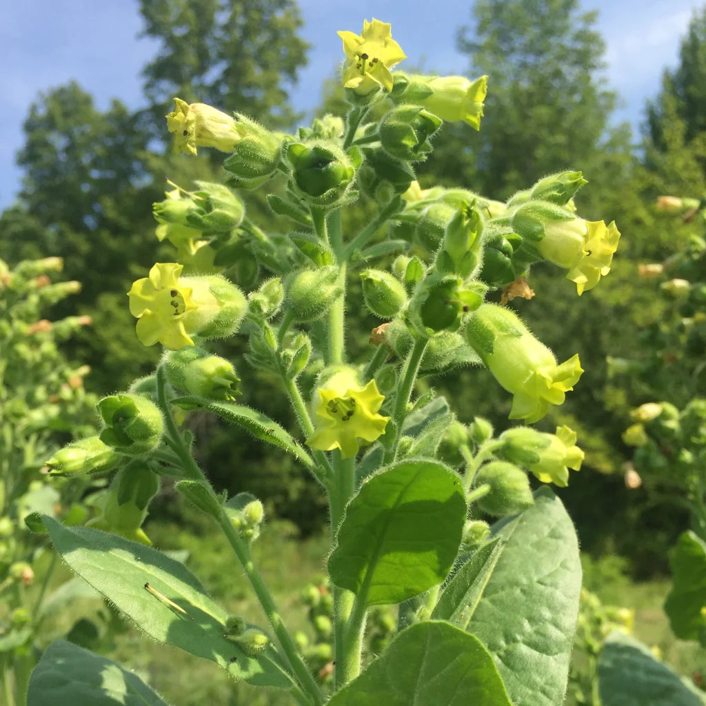 Hopi Tobacco