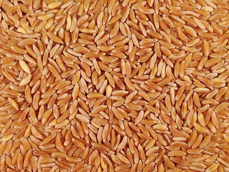 Khorasan Wheat